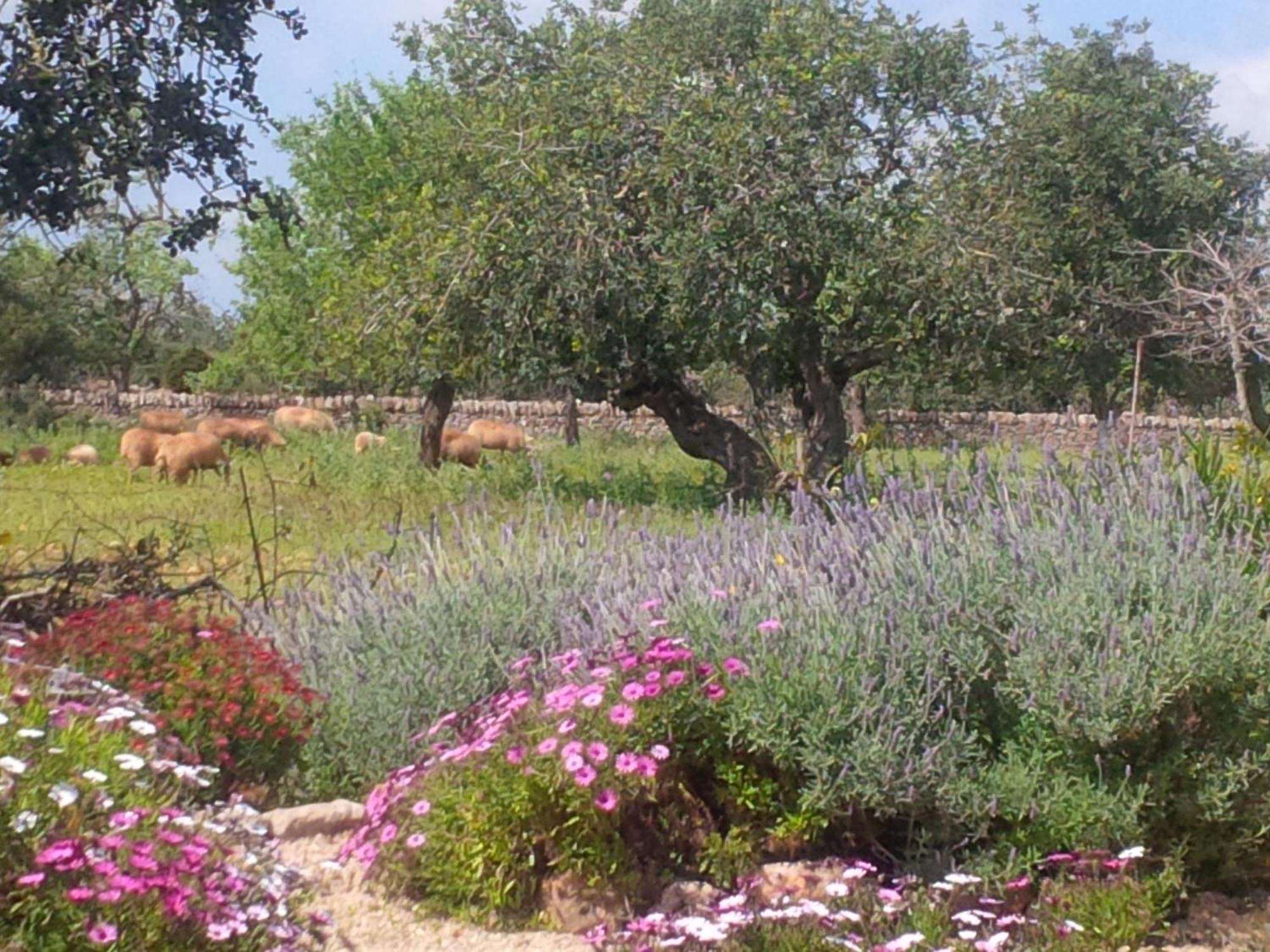Finca Son Marimon (Adults Only) سنتاني المظهر الخارجي الصورة